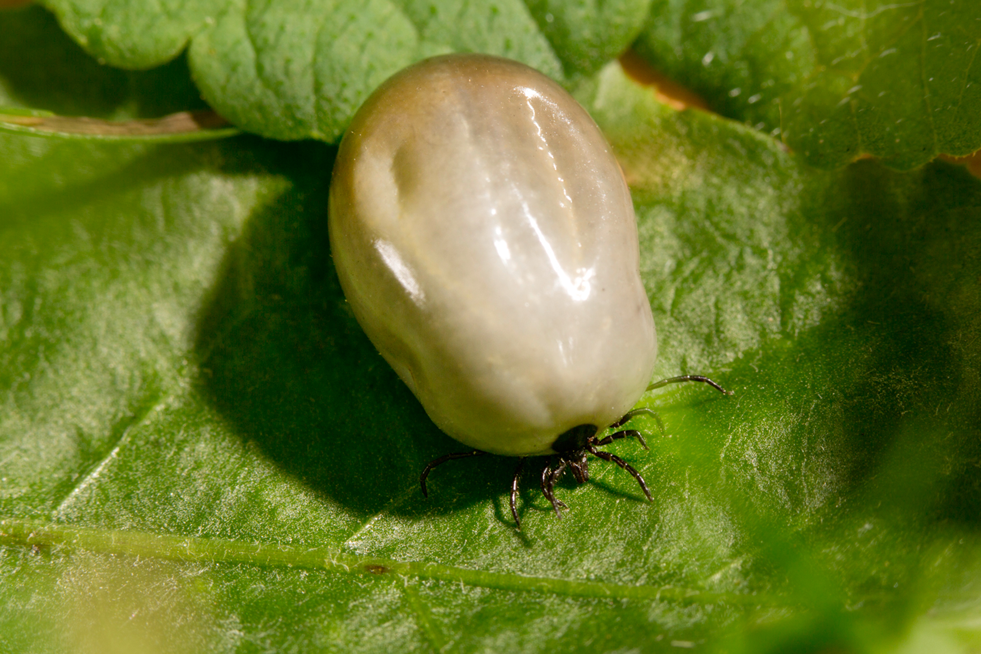 Zeckenbilder 018 Zecken.de
